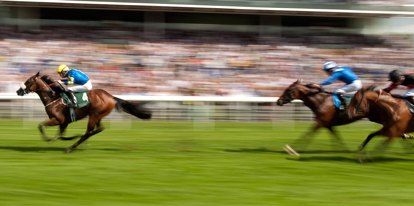 Tom Malone Bloodstock | National Hunt & Flat Bloodstock Agent