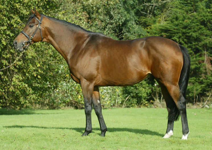 2021 Stallion Fees