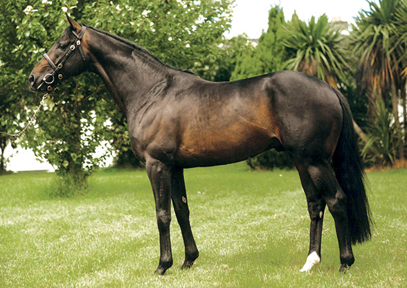 2021 Stallion Fees