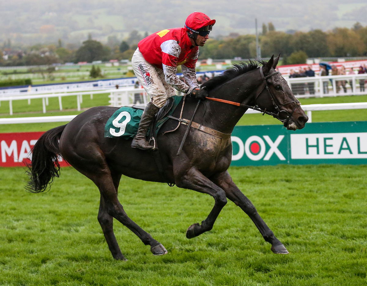 Tom Malone Bloodstock | National Hunt & Flat Bloodstock Agent