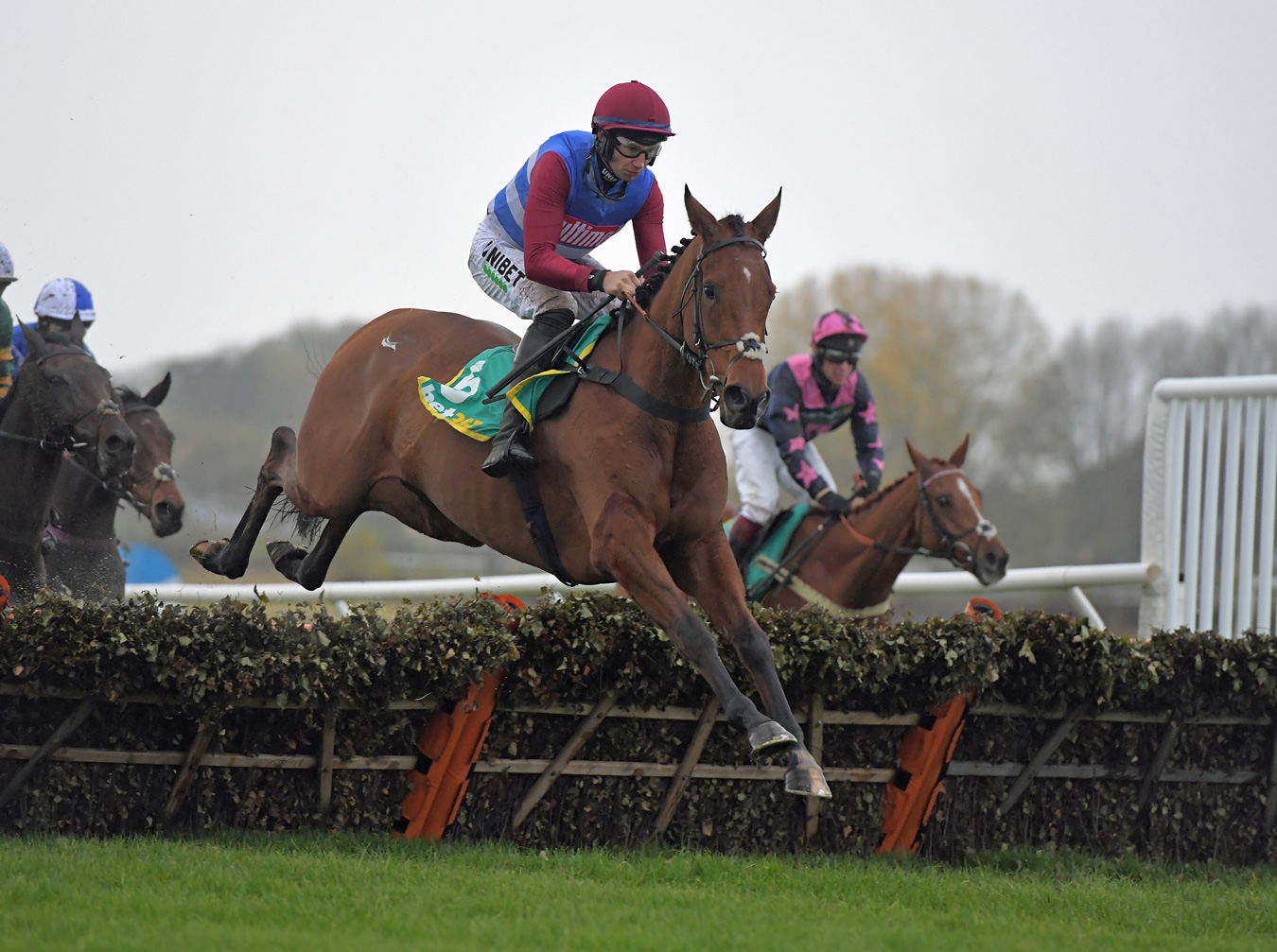 Tom Malone Bloodstock | National Hunt & Flat Bloodstock Agent